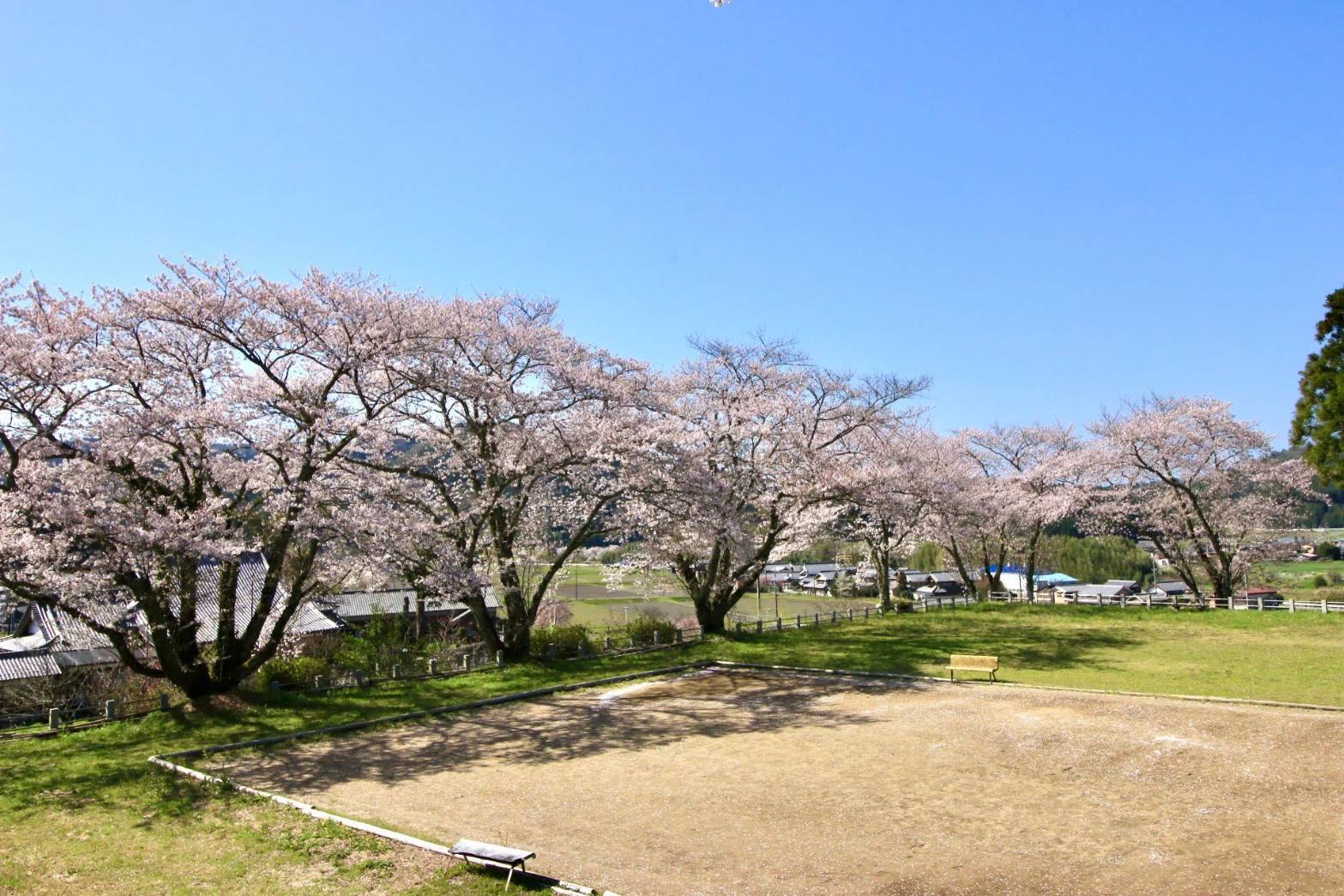 桜庭